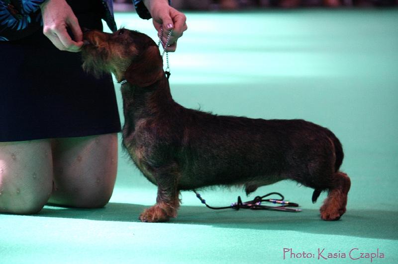 Crufts2011_2 927.jpg